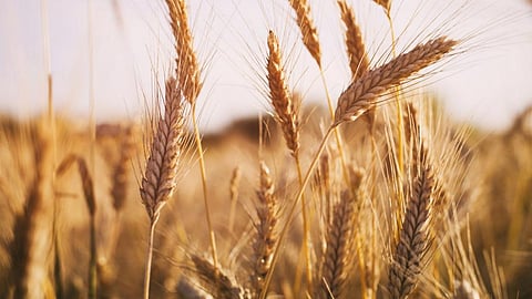 Wheat varieties susceptible to new strains of yellow rust fungus: study