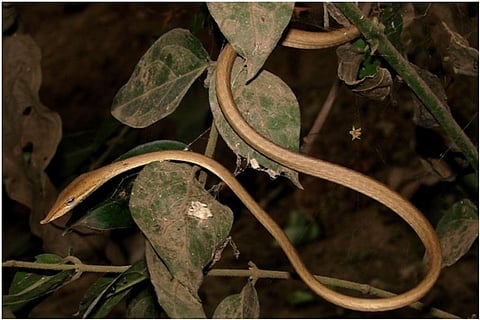 Ahaetullalaudankia from Odisha. Photo: Pratyush P. Mohapatra