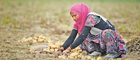 PepsiCo has sued Gujarat farmers for infringing on its intellectual property rights for cultivating FL 2027, one of two potato varieties registered by the company in 2016 (Photo: Adithyan PC)