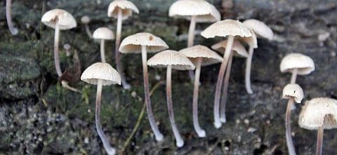 Mushrooms growing on decaying wood. Photo: Getty Images