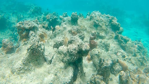 Coral disease threatens reefs of US Virgin Islands