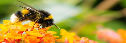 How loss in bumblebee's diet can impact humans