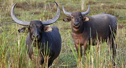 A pair of Asiatic Wild Buffalo in Kaziranga National Park, Assam which has been named in the expose. Photo: Getty Images