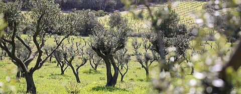 Young olive trees. Photo: Getty Images