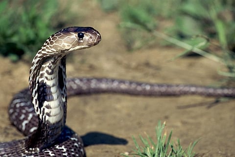 India needs specific anti-venom for snakebites in different regions