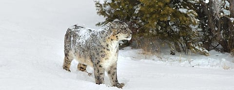 A snow leopard
