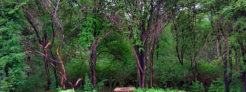 The Abujmad forest in Chhattisgarh. Photo: Wikimedia Commons