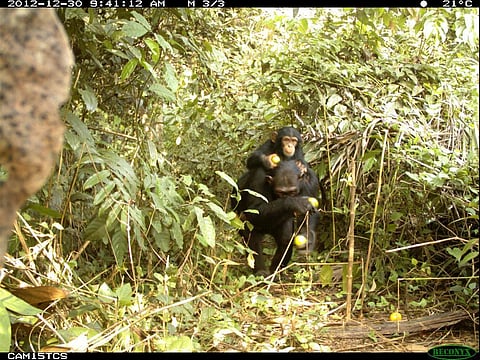 Action is needed to save West Africa’s critically endangered chimpanzees