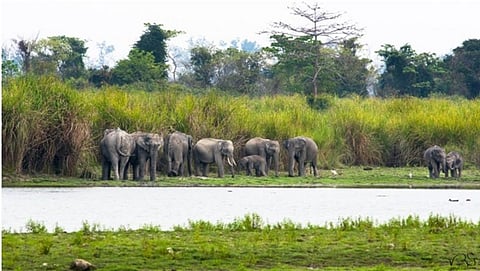 Kaziranga elephants. Photo: Varun R Goswami