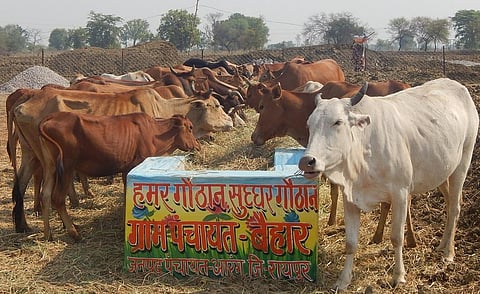 फोटो: अवधेश मलिक