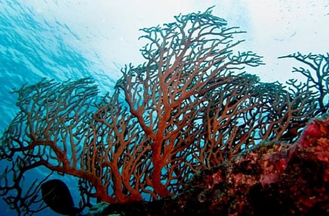 Engage local communities to protect marine life: Study