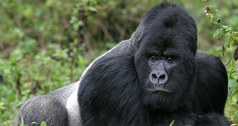 A mighty silverback in Rwanda's Virunga mountains. Photo: Getty Images