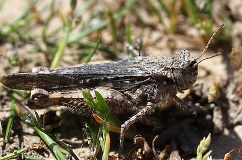 Photo: Creative commons