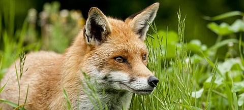 A Red Fox. Photo: Getty Images