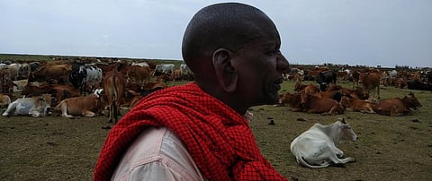 A Masai herder stands along with his herds. Photo: Jitendra