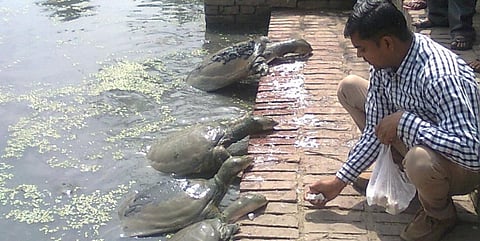 A group of turtles being fed cottage cheese in the pond at Panki, Kanpur. Photo: Rohit Ghosh
