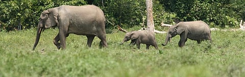 Forest elephants are our allies in the fight against climate change, finds research