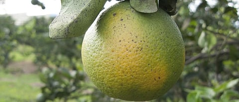 An orange showing infestation of Huanglongbing or Yellow Dragon Disease. Photo: Getty Images