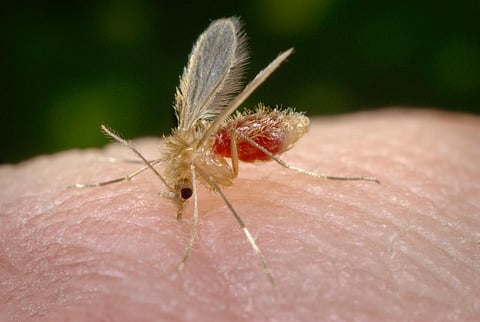 Study warns Kala azar patients can infect others even after treatment