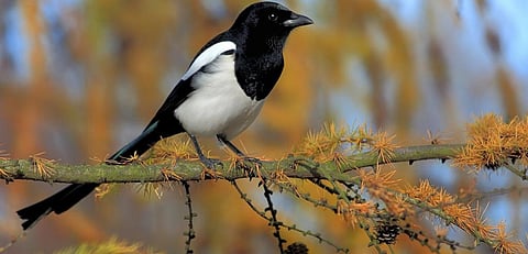A Eurasian magpie.Photo: Getty Images