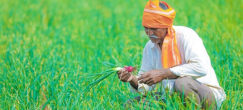 Minimum support price, which is being announced since 1965, has failed to boost farmers’ income, said the court. Photo: Getty Images