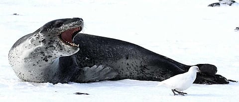 A wild leopard seal on South Georgia. Photo: James Robbins