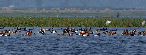 Gogabeel, Bihar's first community reserve, is located in the state's Katihar district. Photo: Mohd Imran Khan