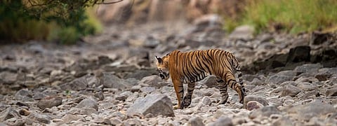 A tiger near Ramganga river in Jim Corbett National Park. Photo: Getty Images