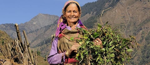 How forests can help in doubling farmers’ income
