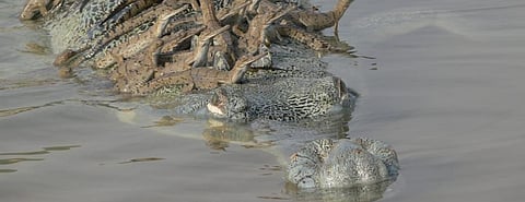 More than 5,000 gharials born in Chambal sanctuary