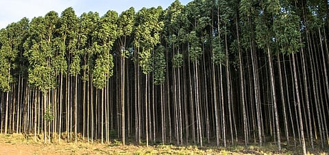 ICFRE-ICIMOD’s REDD+ Himalayan programme extended till 2020