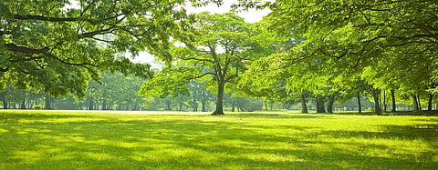 Trees likely to absorb CO2 only till 2100: Study