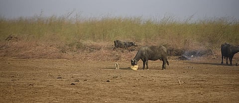 Repeated overgrazing has significantly contributed to degradation of land in Gujarat. Photo: Adithyan PC