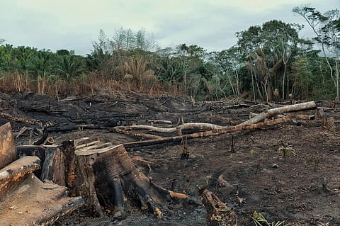 70% of global forests at risk of degradation: UNCCD report
