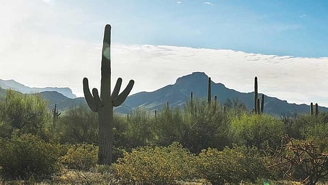 Parts of the Sonoran desert in North America are so green that they barely look like deserts. Photograph: B Illy Mutai