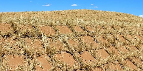 Community workers in China fixing one square metre straw checkerboard on the desert sand to curb desertification. Photo: Alok Gupta