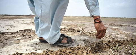 Pastoral communities are fighting invasive species in Gujarat's Banni grasslands by using a combination of seeds that can withstand heavy, normal and low rainfall