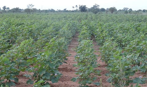 A Bt cotton farm in Andhra Pradesh. Photo: Bhaskaranaidu/Wikimedia Commons