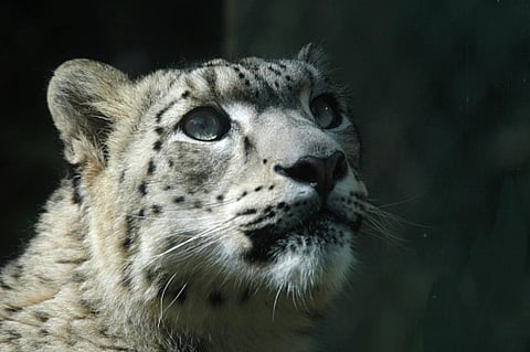 Snow leopards are currently found in only 12 countries in the world, including India. Photo: Getty Images