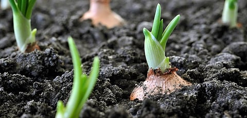 Hidden cost of global food, land use at $12 trillion: Report