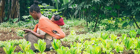 African countries to develop climate-resilient agriculture systems