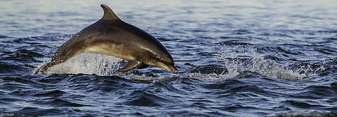 After humans, antibiotic resistance rises in dolphins