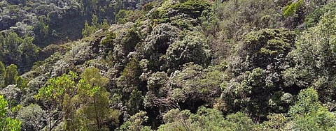 The Shola vegetation are tropical montane forests found in the Western Ghats separated by rolling grasslands in high altitudes. Photo: Wikimedia Commons