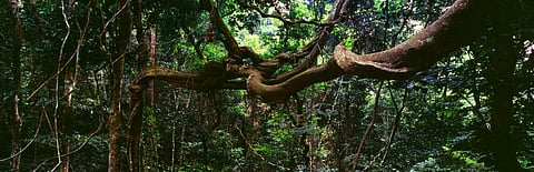 Gabon to get $150 million to preserve its forests
