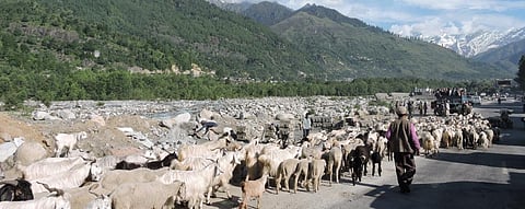 Recognize environmental contribution of pastoralists: Experts