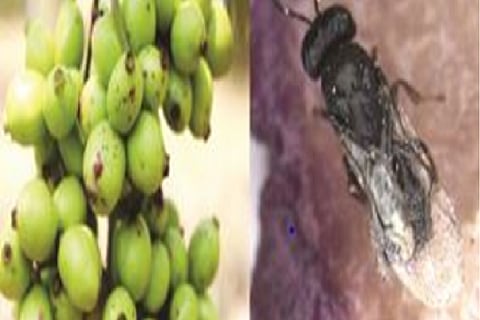 कीटों से ग्रस्त फलों पर उभरते लक्षण और जामुन के फल पर अनसेल्मेला केरची। फोटो: साइंस वायर