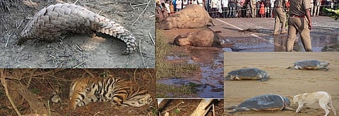 India Wildlife Week: Odisha’s report card has hardly anything to show