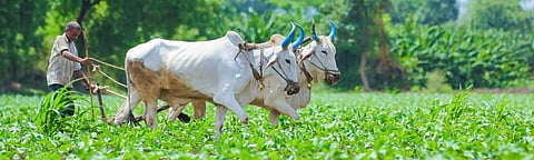 The government needs to midwife Indian agriculture to an organic revolution