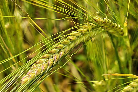 Photo: Creative commons