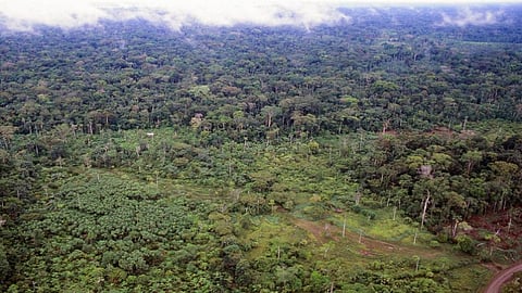 Farmstead cut out of tropical rainforest in the Ecuadorian Amazon. Photo: Getty Images